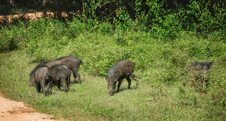 Family of warthogs in national park Yala, Sri Lanka