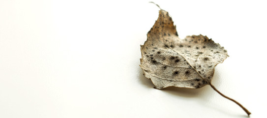 Dry birch leaf on a white surface, selective focus, macro photo.