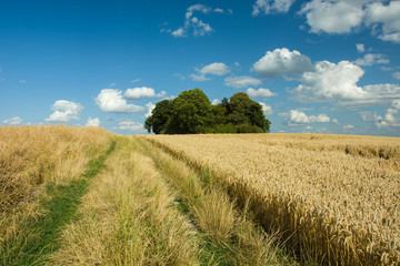 Rural path through fields with grain and clouds on a blue sky
