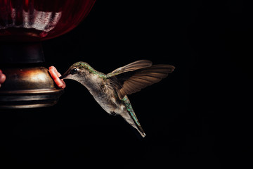 Female ruby throated hummingbird at feeder lit by softbox