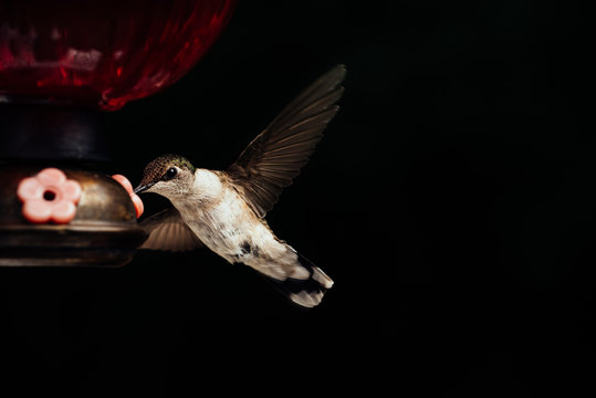 Female ruby throated hummingbird drinking from feeder