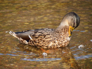 duck cleans feathers