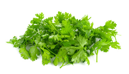 fresh coriander leaves on white background