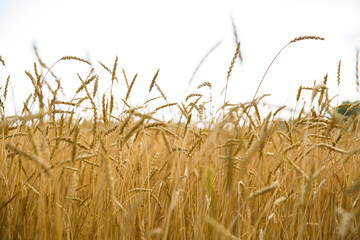 A lot of golden spikelets on a wheat field