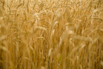 A lot of golden spikelets on a wheat field