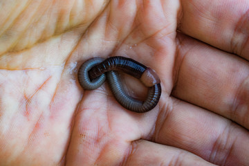 The infinite fertility of the soil