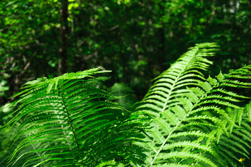 Large green leaves of fern in the forest close-up