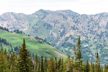Albion Basin, Utah view of pine trees on summer trail in 2019 in Wasatch mountains with rocky green mountain