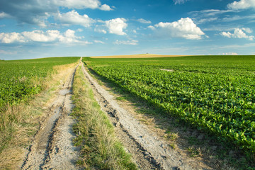 Fototapeta na wymiar Dirt road through a field with sugar beets towards the horizon, white clouds on a blue sky