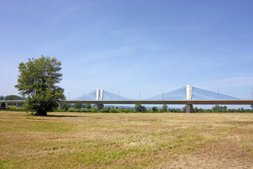 Fototapeta premium Tree and bridge