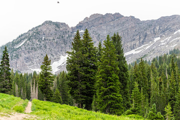 Albion Basin, Utah view of green pine trees on summer dirt road trail in 2019 in Wasatch mountains with rocky snowy Devil's Castle mountain