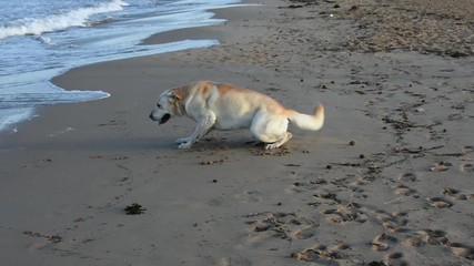 Labrador dog is having fun in a beach