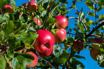 Apple tree in orchard.