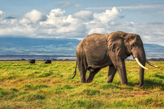 African elephant walking lonely on the masai mara kenya