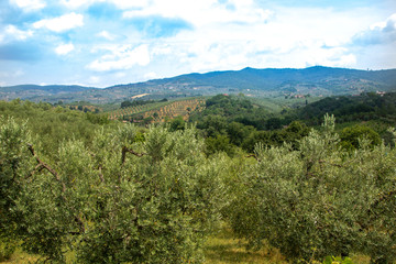 Fototapeta na wymiar tuscan landscape in summer