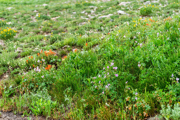 Albion Basin, Utah summer in 2019 in Wasatch mountains with wildflowers red paintbrush flowers in meadow