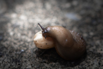 cute little snail slug hugging pistachio nut, trying to eat it