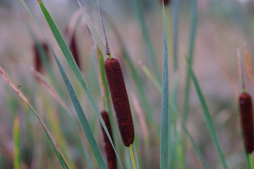 Rohrkolben Wasser- und Sumpfpflanzen 