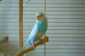 lone female parrot sits on perch in cage