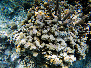 Fish and beautiful coral reef grows in Komodo National Park, Indonesia