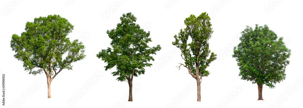 Poster isolated tree collection on white backdrop