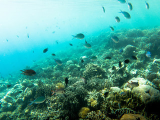 Naklejka na ściany i meble Fish and beautiful coral reef grows in Komodo National Park, Indonesia