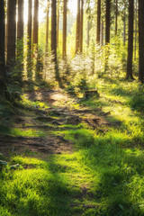 Wald Idylle mit Sonnenlicht