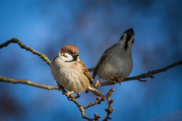 Feldsperling - Vogel