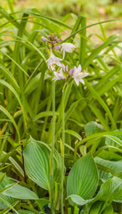 Blooming hosta 