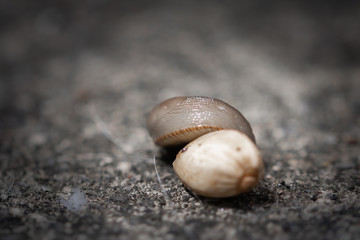 cute little snail slug hugging pistachio nut, trying to eat it