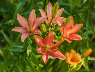 Blooming pink-orange lily of Asiatic hybrids