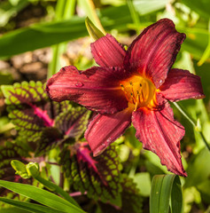 Hemerocallis  and coleus   in garden