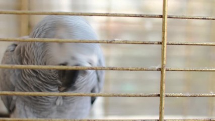 Yaco parrot (Psittacus erithacus) in her birdcage