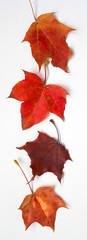 Border of maple autumn leaves.