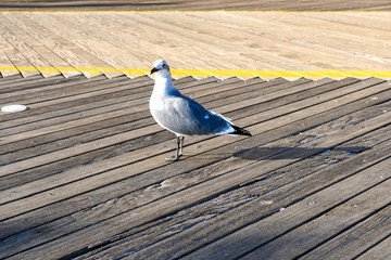 Seagull Walking The Boardwalk In Atlantic City.