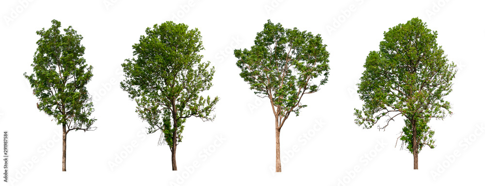 Poster isolated tree collection on white backdrop