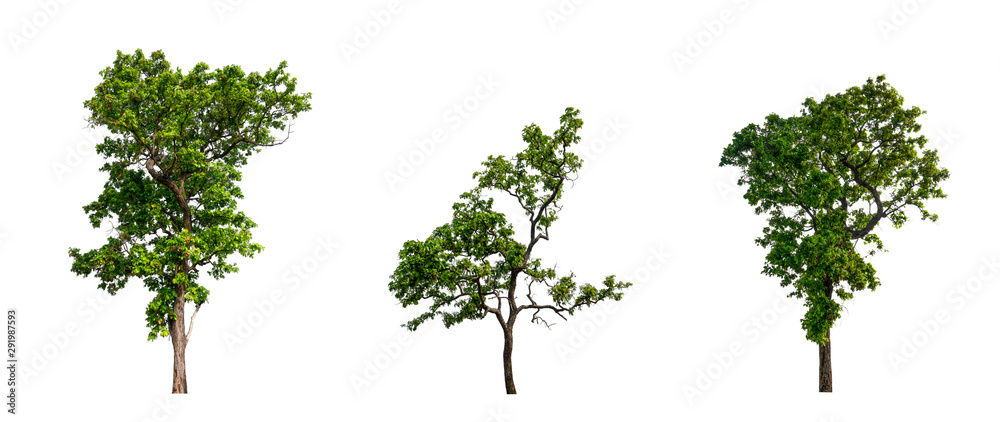 Poster isolated tree collection on white backdrop