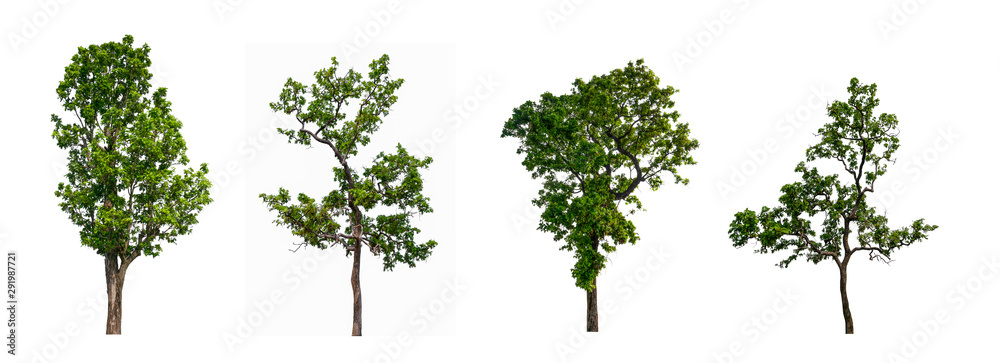 Poster isolated tree collection on white backdrop