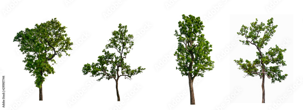 Poster isolated tree collection on white backdrop