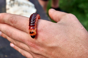 The caterpillar on the hand