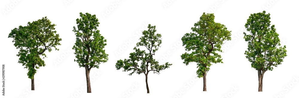 Poster isolated tree collection on white backdrop