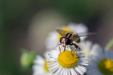 Insects and plants in macro lens