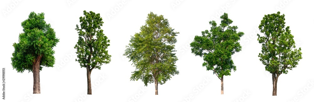 Poster isolated tree collection on white backdrop