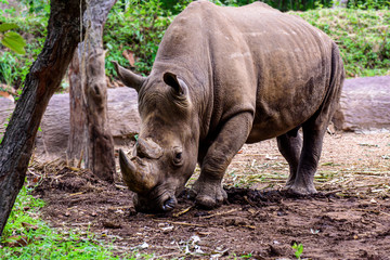 Rhinoceros is a large mammals. © nuwatphoto