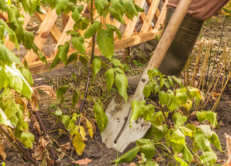 Man-gardener is digging out Dahlia