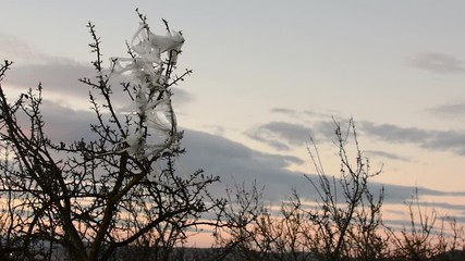 Tree with broken plastic bags on its branches