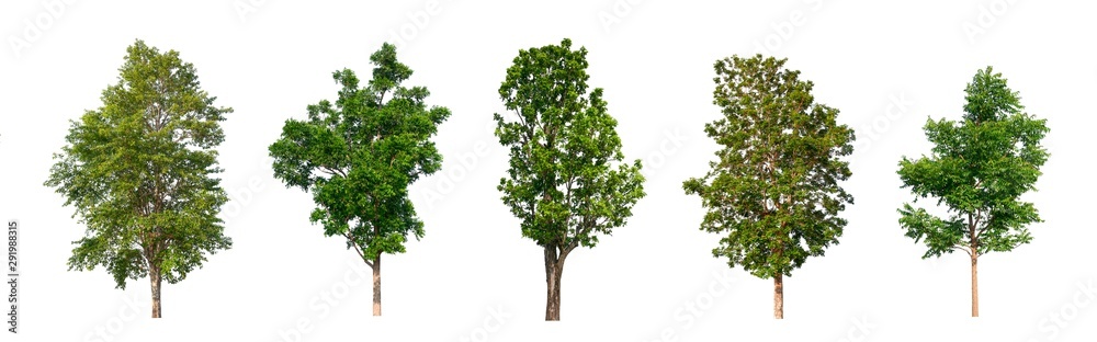 Poster isolated tree collection on white backdrop