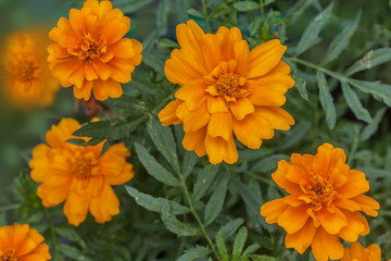 Tagetes patula or French marigold  in the garden