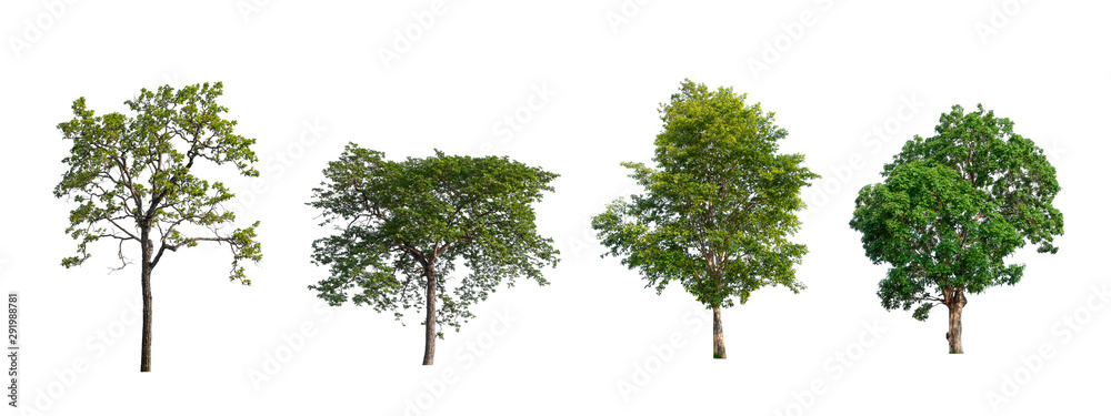 Poster isolated tree collection on white backdrop