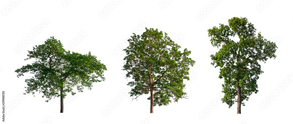 Poster isolated tree collection on white backdrop